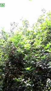 โปรสุดคุ้ม คู่หูมหัศจรรย์4ชุด แถมฟรี4ชุด ของแท้ ส่งไว มีเก็บเงินปลายทาง