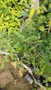 Nadtida มะขามป้อม ต้นไม้ตาย ระหว่างขนส่ง เคลมฟรี - ราคาที่สุด รายการสินค้า