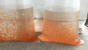 makanan ikan kutu air dapnia magna