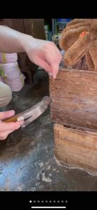 Magnetic Claw Hammer / Tukul kayu / Magnet Tukul / Tukul Besi / Hammer