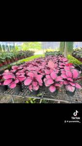 💖#คล้าใบชมพู (#Calathea) ต้นนี้สีสวยมากกก ชมพูแบบแจ่มๆ แถมยังช่วยฟอกอากาศด้วยน้าาา ปลูกง่ายๆ แค่เอาไว้ในที่ร่มที่แสงส่องถึง รดน้ำ 3-5 วัน / ครั้ง มีความเชื่อว่าปลูกต้นคล้าจะช่วยให้คนในบ้านรอดพ้นจากเรื่องร้ายๆ ด้วยนะ คล้าคิมสัน ไม้ใบไม้ประดับ พุ่มสวย