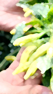 FUKIYA 100 ML & PROTON MAXX PUPUK PELEBAT CABAI