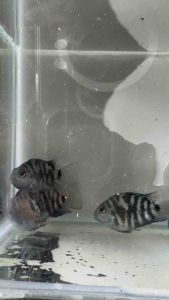 Mini Sapphire Blue Parrot Fish / Livefish /迷你蓝鹦鹉