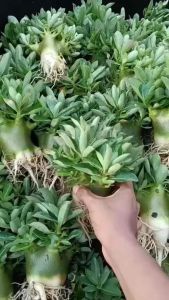 Adenium Arabicum 4”｜Tahan panas akar gemuk pokok sihat & kuat ☀️