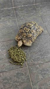 TOTIFARM JUNIOR SUPER GROW