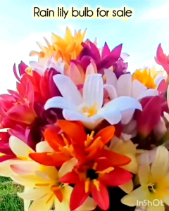 1 bulb (Satu ubi) Rainlily flower Bulb Bebawang Bunga Kucai Orkid Hujan 风雨兰种球 Zephryanthes bulb ball Onion