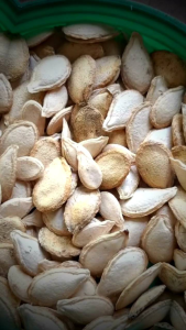 30 butir bibit Labu Kuning Jumbo