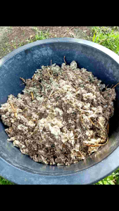 ชุดเชื้อเห็ดฟางคุณภาพ 10 ก้อน, ถมฟรี ราคาล่าสุด สำหรับการเสริมบำรุงเห็ด, ออกดอกเยอะ และเพาะกองเตี้ย, กองเตี้ยและโรงเรือน ทำเป็นรายได้ดีขึ้น