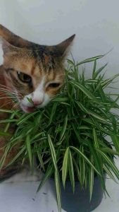 ต้นไผ่แมว สมุนไพรขวัญใจเจ้าเหมียว (ส่งพร้อมกระถาง) พืช ต้นไผ่เงิน