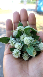 ดอกบานไม่รู้โรยป่า ขนาดบรรจุ 100กรัม (500 ดอก++) ราคา 60 บาท