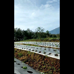 Celana Cargo Pendek Pria Bahan Melar & Premium Stretch