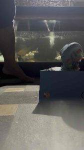 Lamgles - Sepatu Bola Semi Boot Lamgles Star Snake Made in Indonesia