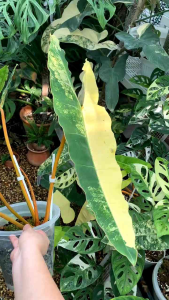 Philodendron Billietiae Variegatedคละโทนสีจากต้นแม่ที่ด่างขายแบบข้อเพาะชำอนุบาลส่งในถ้วยอบอย่างดี