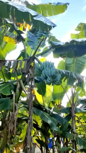 blue java banana seedlings