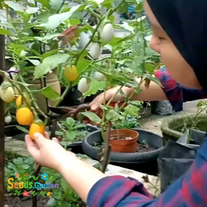 20 BUTIR BIJI/BENIH TERONG TELUR PUTIH(EASTER EGG)