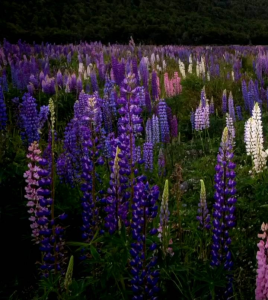 (KEMASAN PREMIUM) BIJI | BENIH BUNGA LUPINUS / LUPIN MIX