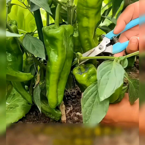 BENIH CABE XINJIANG IMPORT (KEMASAN ORIGINAL)