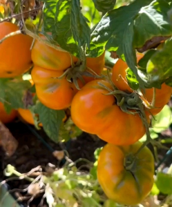 6 BUTIR BIJI/BENIH TOMAT BEEFSTEAK JUMBO AMANA ORANGE