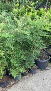 ซิลเวอร์โอ๊ค ต้นซิลเวอร์โอ๊ค ซิลเวอร์โอ๊คออสเตรเลีย