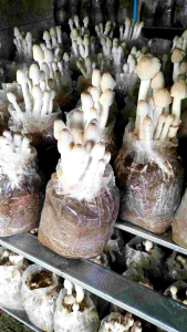 เห็โคนน้อย 12 ก้อน พร้อม คู่มือการเพาะ กับคู่มือการเพาะ