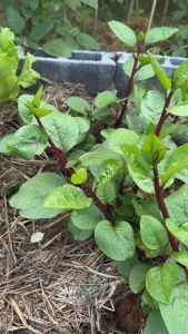 ผักปรังแดง ออแกนิกเก็บสด (บรรจุ200กรัม)