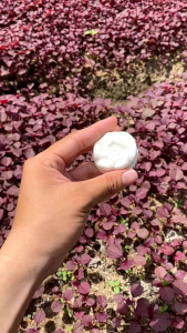 bánh in nhân dừa non (500g- 2kg) món ăn vặt tiện lợi hấp dẫn với nhân dừa non sản phẩm của mắm cô tư đém