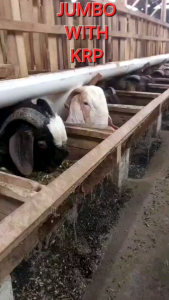 # Premix - Premix KRP - Grosir 10kg - Premix sapi - Premix domba - Premix kambing.