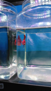 (Same as photo) Multi AOC Betta Fish Size M Ikan Laga Show Gred