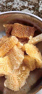 น้ำผึ้งสดจากดอกลำไยในฤดู ปี 2568