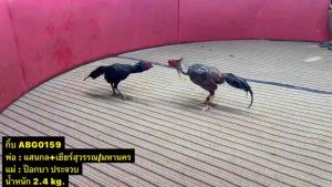 ไขไก่ชน พม่าแข้งคม รับประกันเชื้อ จัดส่งไว