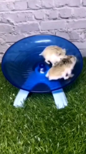 MAINAN SWEET UFO HAMSTER