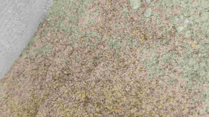 tepung kacang ijo 1kg untuk bahan pangan atau pakan