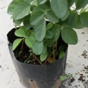 Butterfly Pea Flower Plant / Asian pigeonwings / Anak Pokok Bunga Telang (Live Plant)