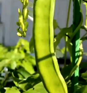 BIJI | BENIH TANAMAN KORO PEDANG | JACK BEAN