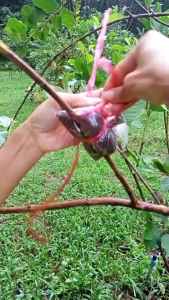 ตุ้มตอนกิ่งผสมน้ำยาเร่งรากรวมเชือกผูดกิ่งตอน  ชุด 10 แถม 1