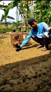 MAGIC PLUS JAWARA MERPATI ISI 120 BUTIR