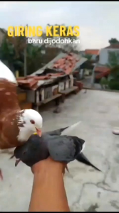 JAMU TROMPLUS GIRING & STAMINA MERPATI