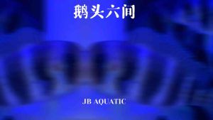 Cyphotilapia Frontosa 鹅头六间 4-5inch+