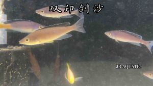 Cyprichromis Leptosoma Kimtuba 双印剑沙