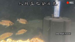 Cichlids Altolumprogus Compressicer Kantalamba 坎特蓝巴过背金头虎