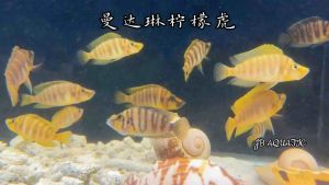 Cichlids Altolumprogus Compressicer Mandarin 曼达琳柠檬虎