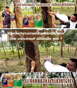 My plants อาหารสำหรับพืช สูตร 1 สินค้าราคาพิเศษ Early Birt