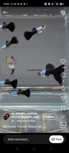 Black tail Silverado pure strain guppy pair 1 male + 1 female ready breed