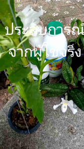 ชุดผลิตภัณฑ์ดูแลกล้วยไม้ อาหารกล้วยไม้ พร้อมดีรูท X2 ราคาพิเศษ