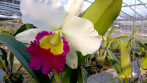 แคทรียาแอนนา ไม่ผ่าแบ่งลำ รับประกันสายพันธุ์