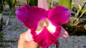 แคทรียาสงบดีไลท์ ไม้ผ่าแบ่งลำจากสายพันธุ์แท้ รับประกันสายพันธุ์