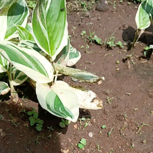 Bunga Garut Varigata Daun Dua Warna: Tahan Panas & Dekorasi Rumah