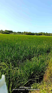 BENIH PADI CIBATU 06 KUALITAS UNGGUL 100% ORIGINAL KEMASAN 1 KG