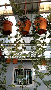 ไอวี่ English Ivy กระถางสวย 8 นิ้ว ต้นแข็งแรง (กทม)