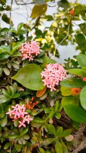 Tas chibao ransel 8066#motif